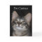 Curious Kitten I've Missed You Card