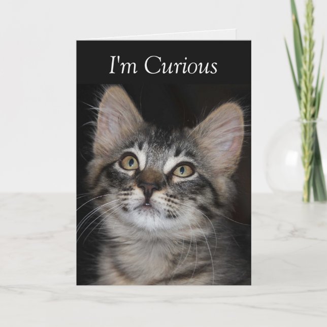 Curious Kitten Je me suis absenté de votre carte (Devant)