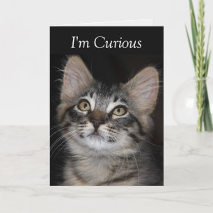Curious Kitten Je me suis absenté de votre carte