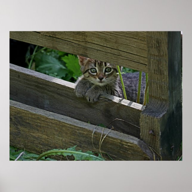 Curious Kitten on the fence posing Poster (Front)