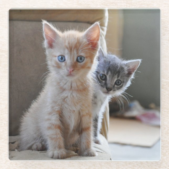 Curious Kittens Glass Coaster (Front)
