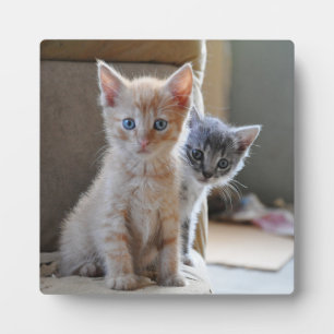 Curious Kittens Plaque