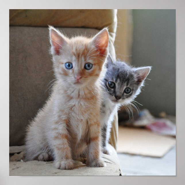 Curious Kittens Poster (Front)