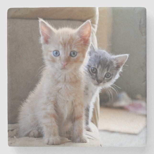 Curious Kittens Stone Coaster (Front)