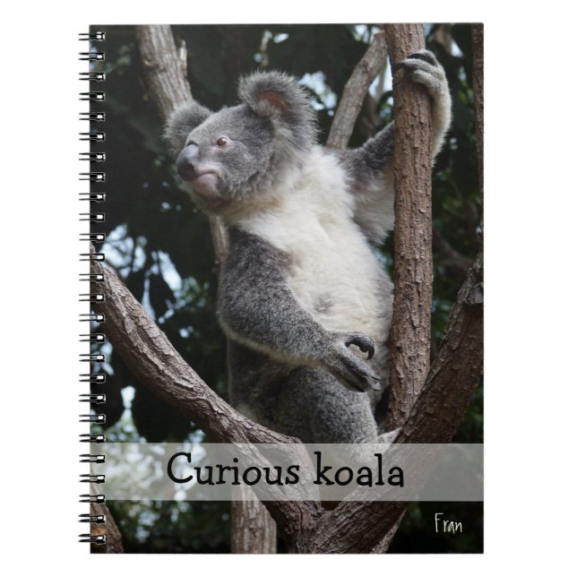 curious koala notebook (Front)