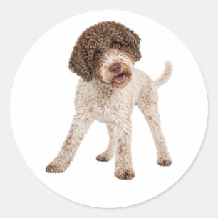 Curious Lagotto Romagnolo Dog Sweet Face Vinyl Sti Classic Round Sticker