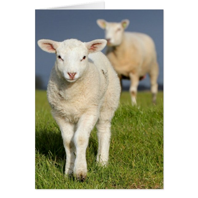 Curious Lamb (Front)