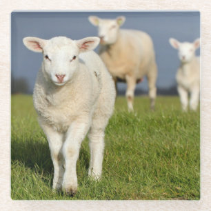 Curious Lamb Glass Coaster
