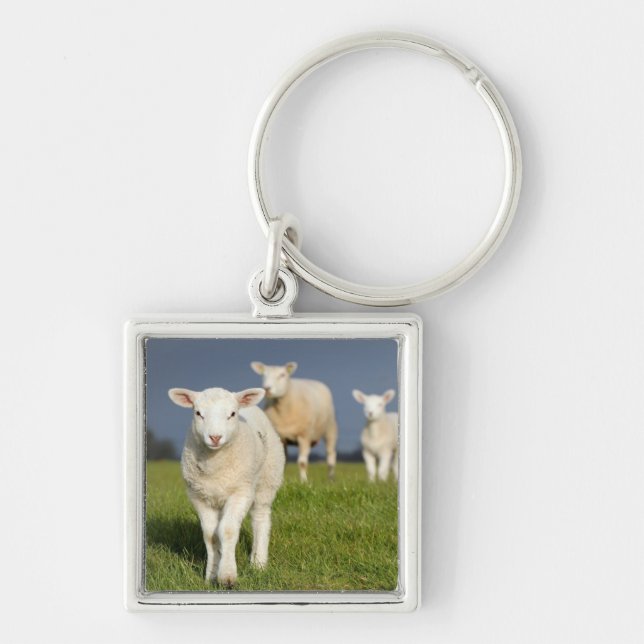Curious Lamb Keychain (Front)