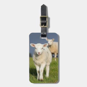 Curious Lamb Luggage Tag