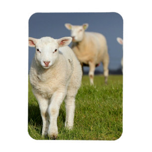 Curious Lamb Magnet