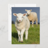 Curious Lamb Postcard (Front/Back)