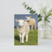 Curious Lamb Postcard (Standing Front)