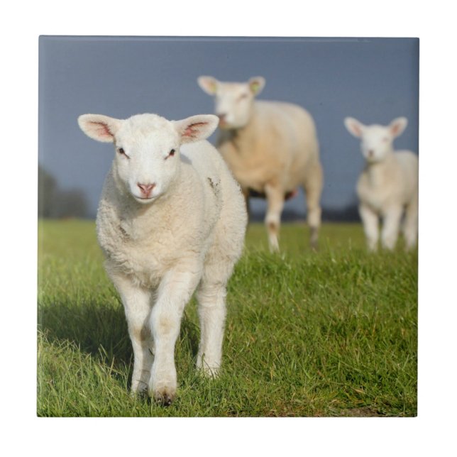 Curious Lamb Tile (Front)