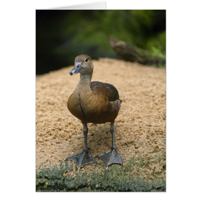 Curious little duck (Front)