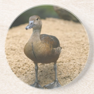 Curious little duck coaster