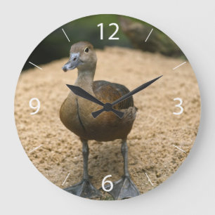 Curious little duck large clock