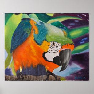 Curious Macaw Poster