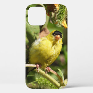 Curious Male American Goldfinch iPhone 12 Case