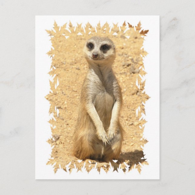 Curious Meerkat Postcard (Front)