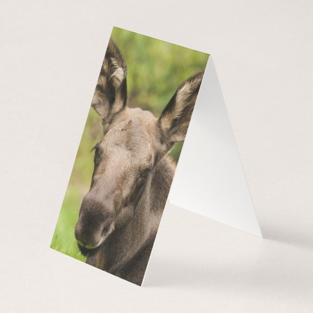 Curious Moose (Back)