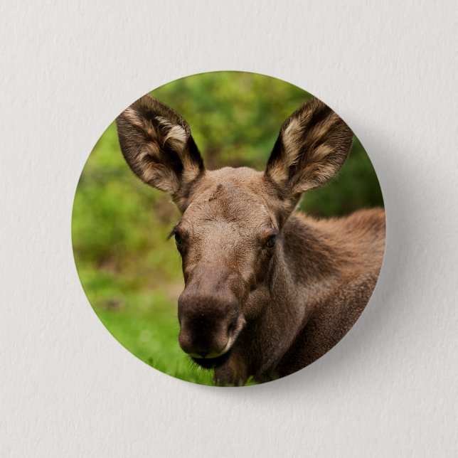 Curious Moose 2 Inch Round Button (Front)