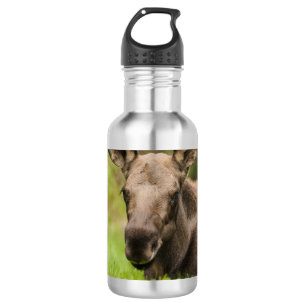Curious Moose 532 Ml Water Bottle