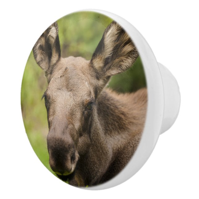 Curious Moose Ceramic Knob (Right)