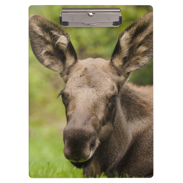 Curious Moose Clipboard (Front)