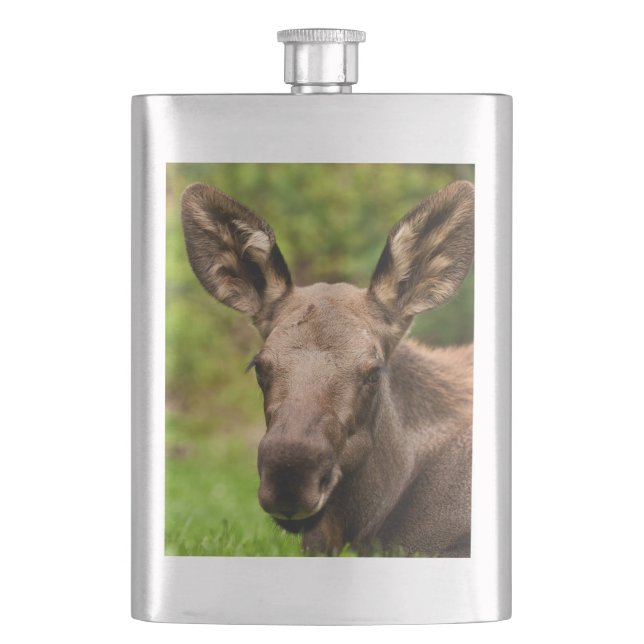 Curious Moose Hip Flask (Front)