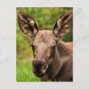 Curious Moose Postcard