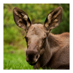 Curious Moose Poster