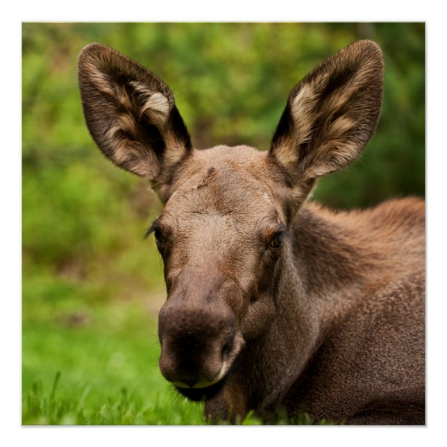 Curious Moose Poster (Front)