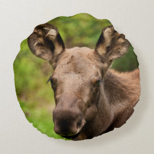Curious Moose Round Pillow