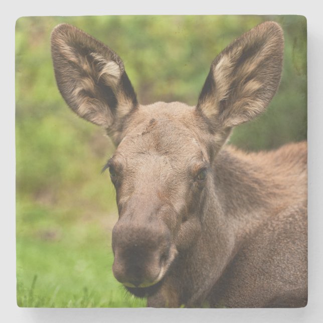 Curious Moose Stone Coaster (Front)