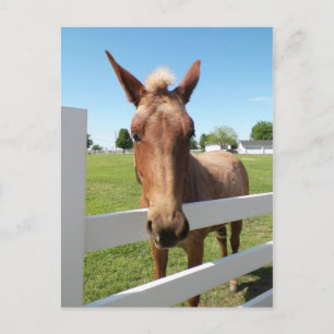 Curious Mule Postcard