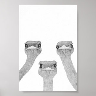 Curious Ostriches Poster