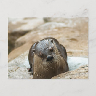 Curious Otter Postcard