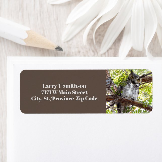 Curious Owl On Branch (Insitu)