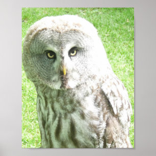 Curious Owl Poster