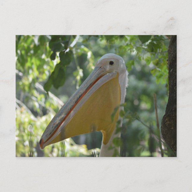 Curious Pelican Postcard (Front)
