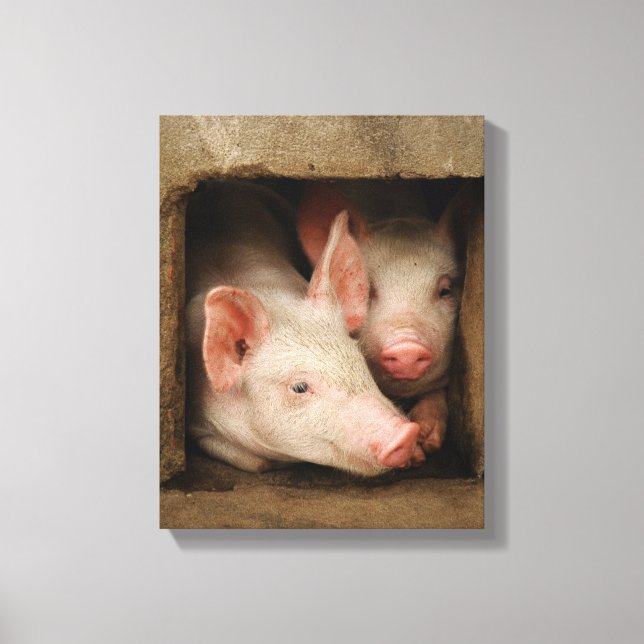 Curious Piglets Canvas Print (Front)