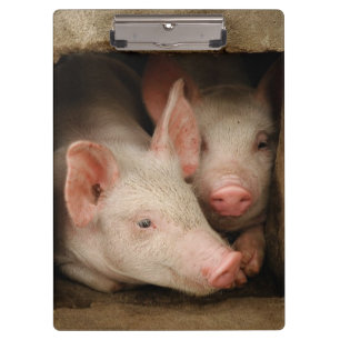 Curious Piglets Clipboard
