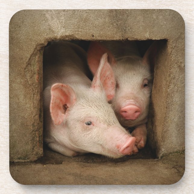 Curious Piglets Coaster (Front)