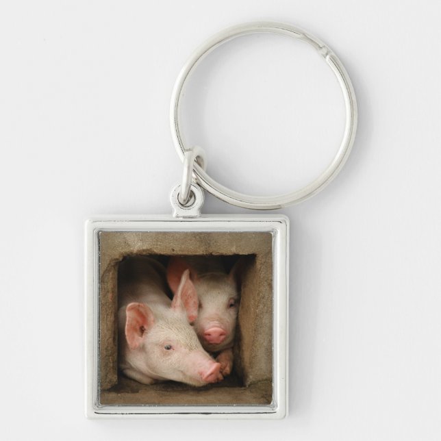 Curious Piglets Keychain (Front)