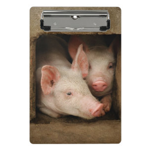 Curious Piglets Mini Clipboard