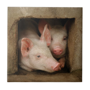 Curious Piglets Tile