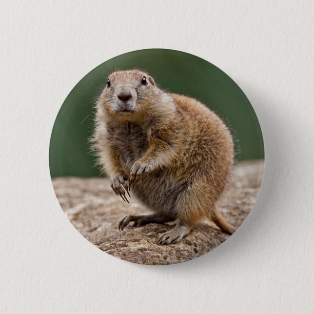 Curious Prairie Dog Badge 2 Inch Round Button (Front)