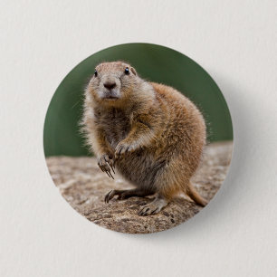 Curious Prairie Dog Badge 2 Inch Round Button