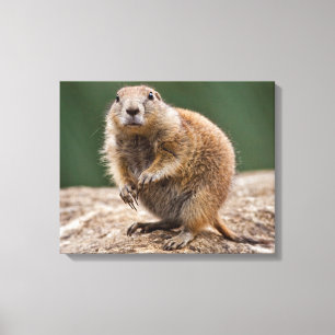 Curious Prairie Dog Wrapped Canvas Print